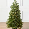Baby Yukon Spruce® Potted Trees