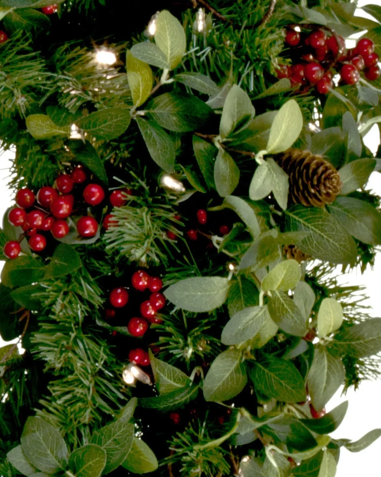 Bay Laurel Foliage