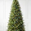 Bellevue Spruce Trees