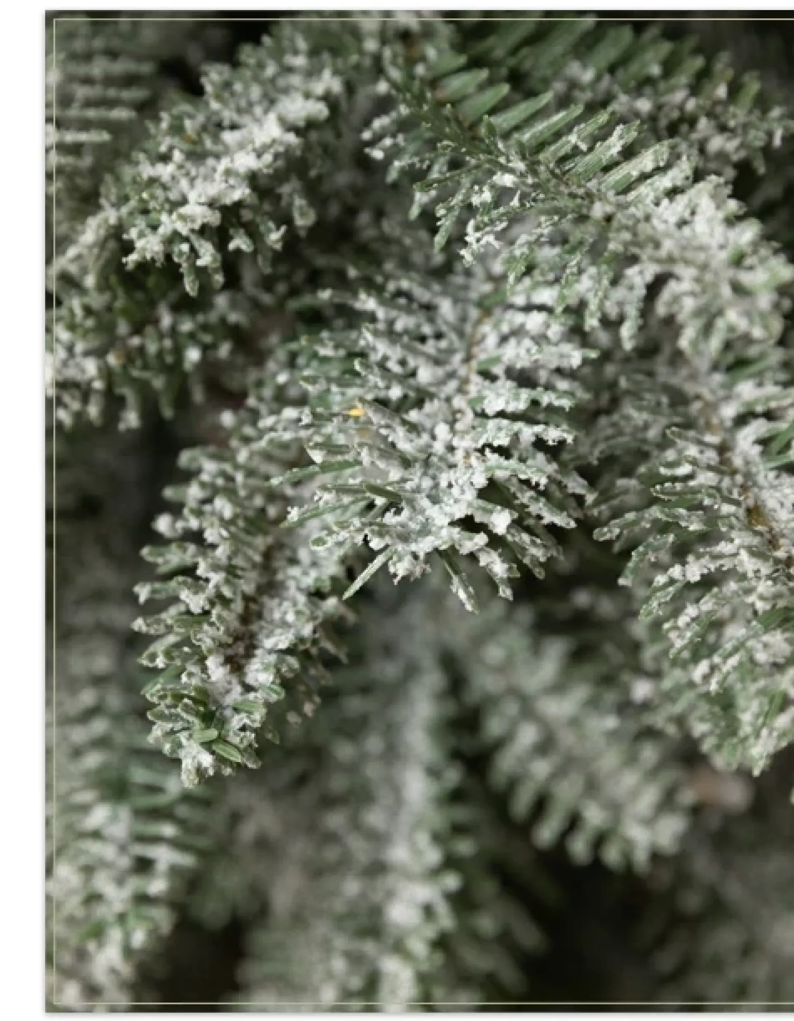 BH Frosted Balsam Fir® Tabletop Trees