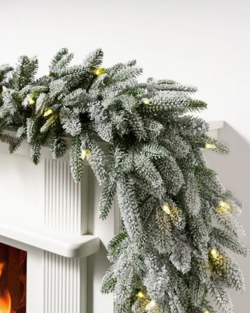 BH Frosted Fraser Fir® Foliage