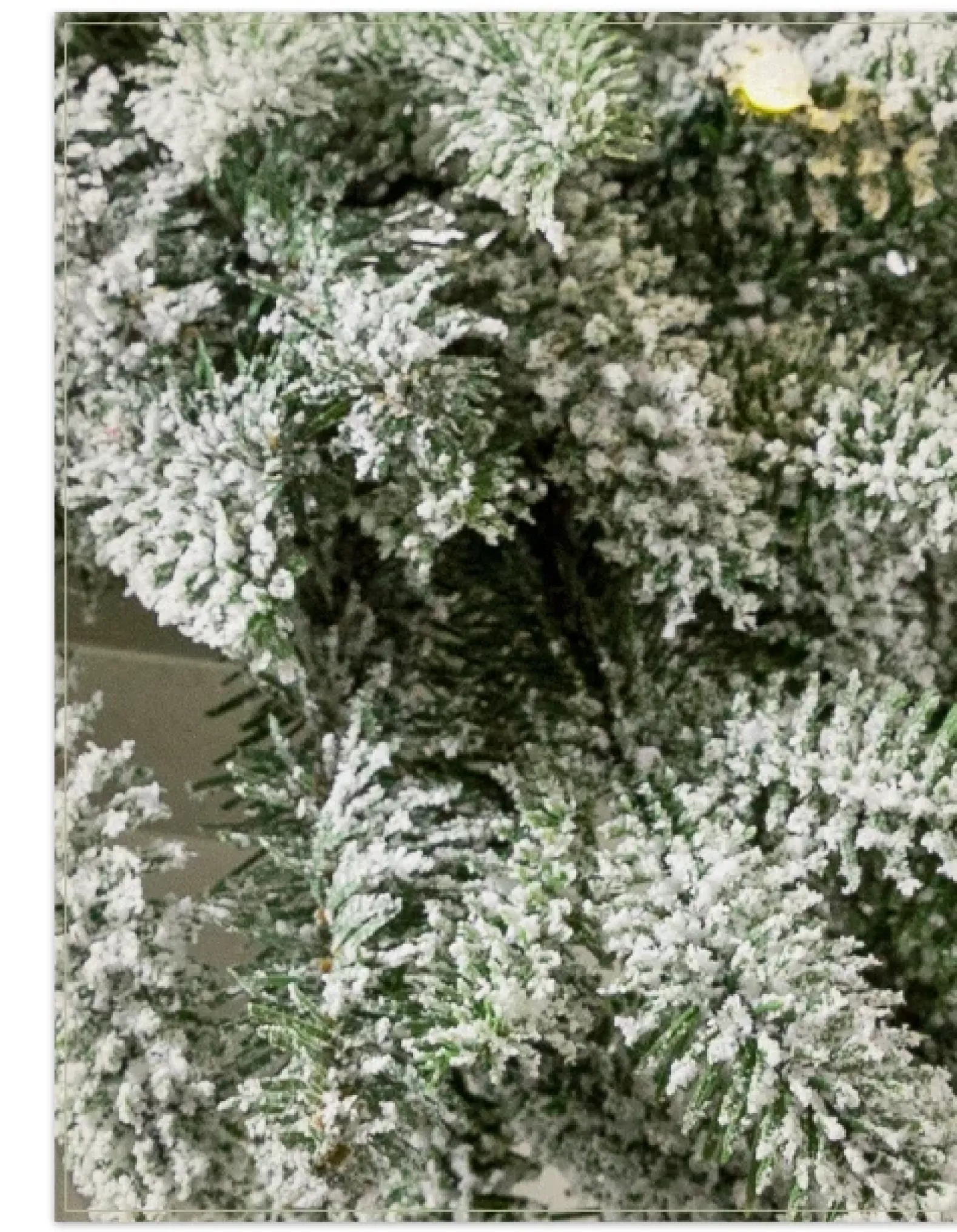 BH Frosted Fraser Fir® Foliage