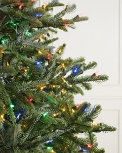 BH Nordmann Fir Trees