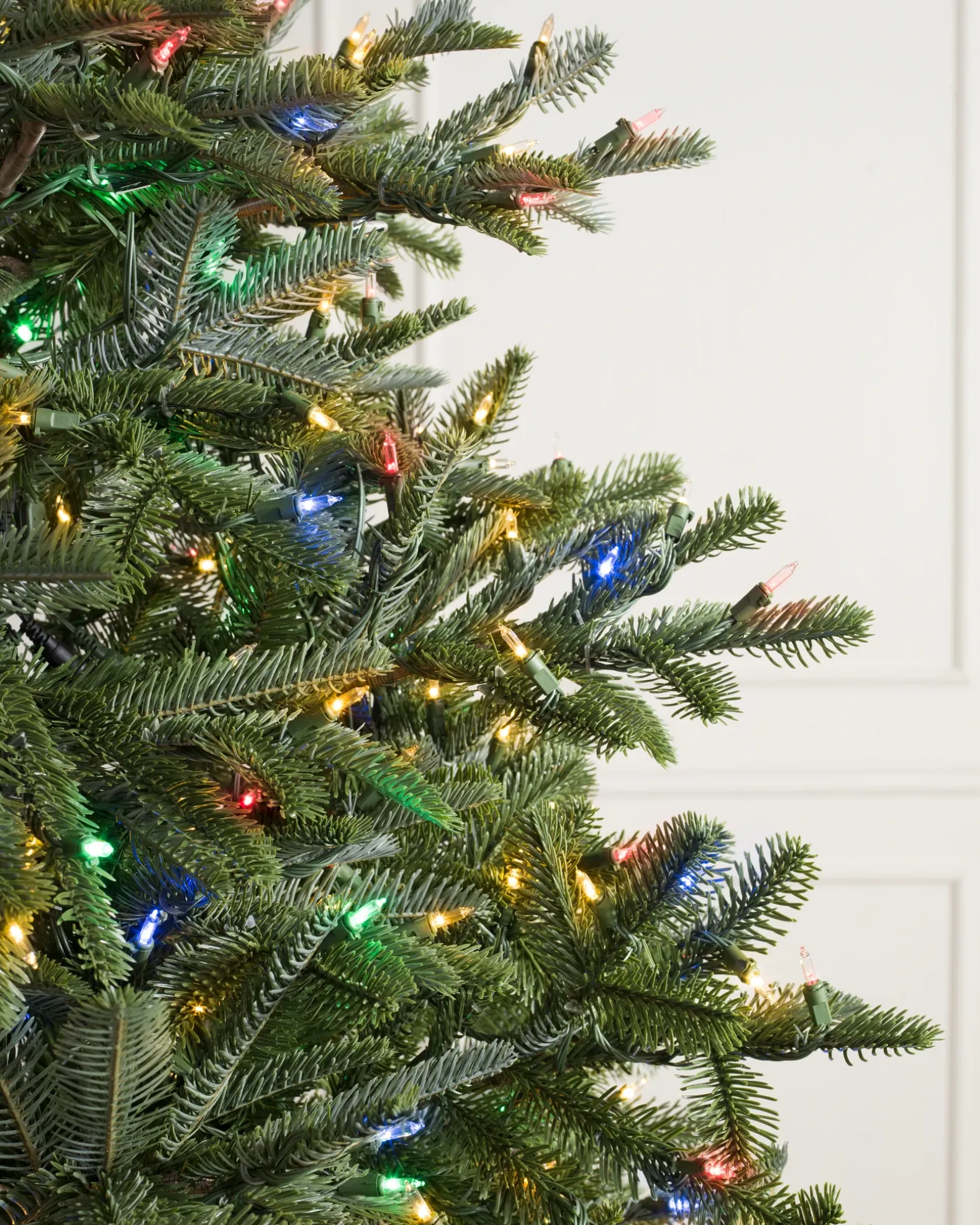 BH Nordmann Fir Trees