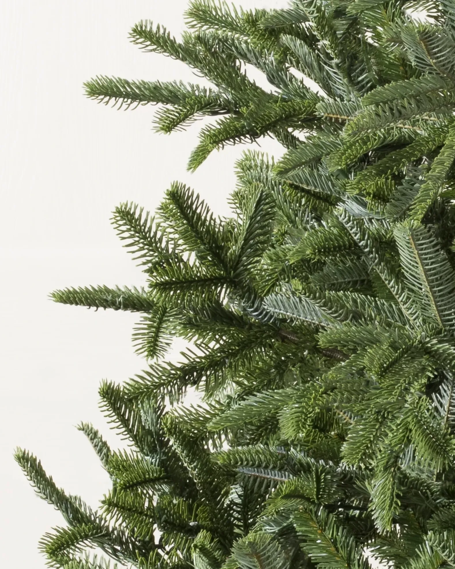 BH Nordmann Fir Trees
