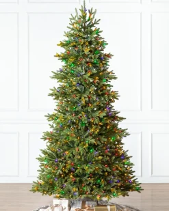 BH Norway Spruce Trees