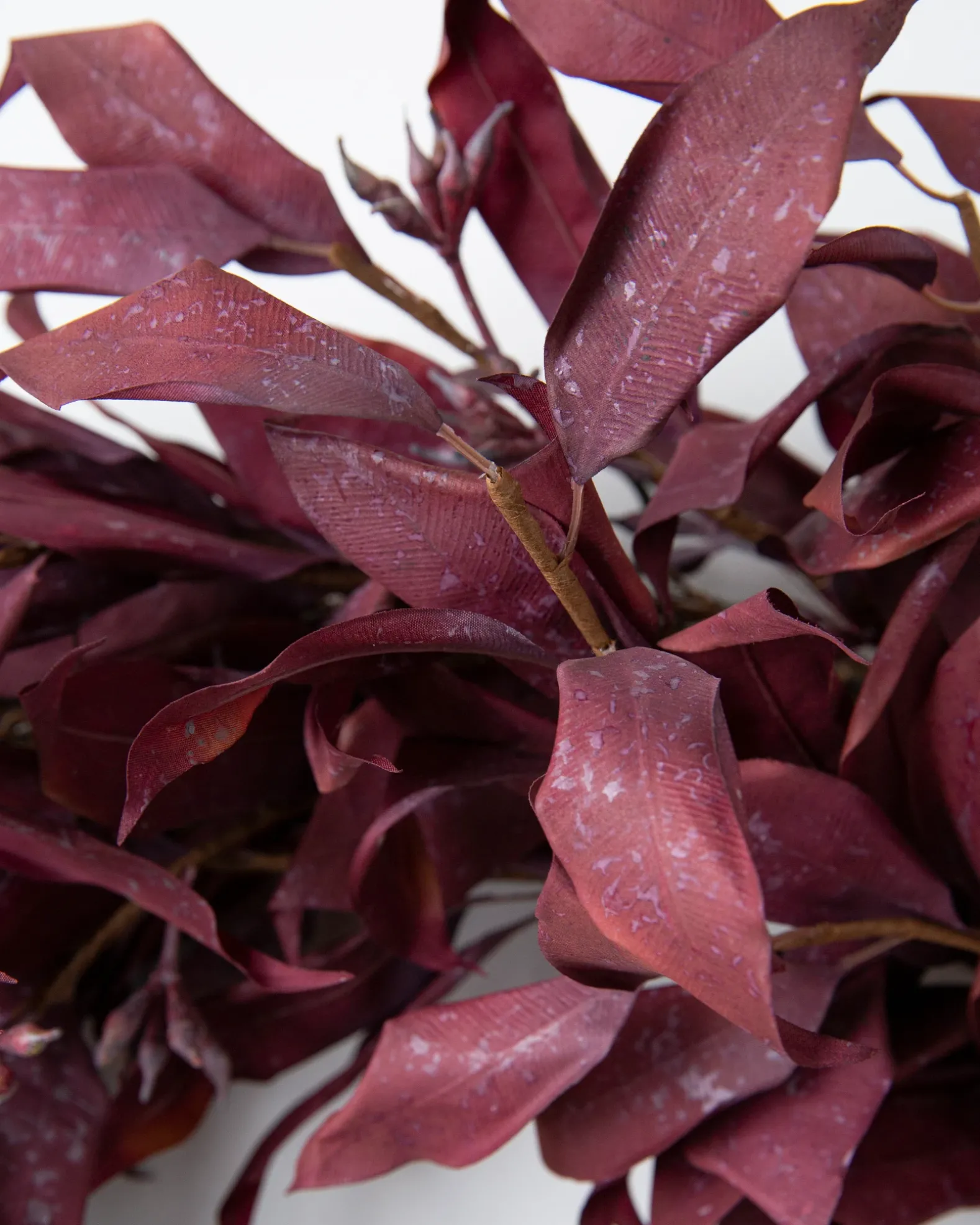 Burgundy Leaves Foliage