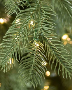 Cathedral Fir Trees