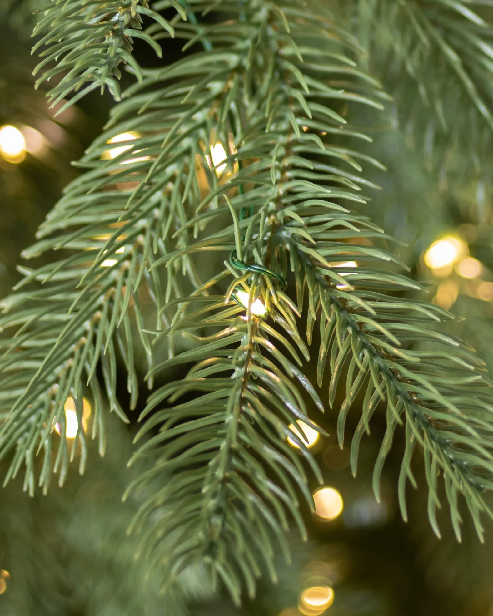 Cathedral Fir Trees