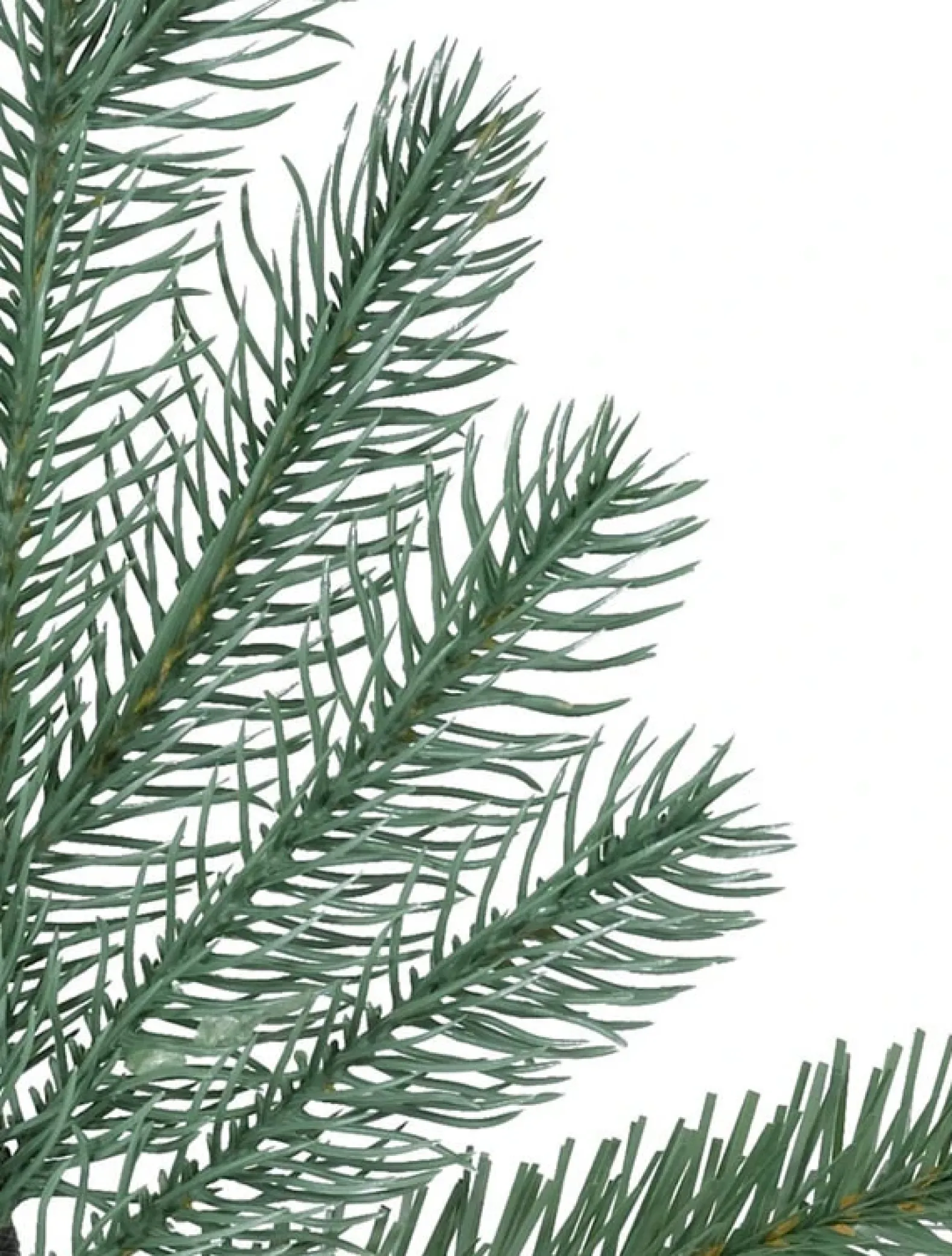 Cathedral Fir Trees