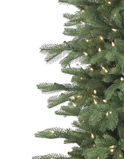 Cathedral Fir Trees