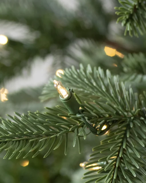 European Fir Trees