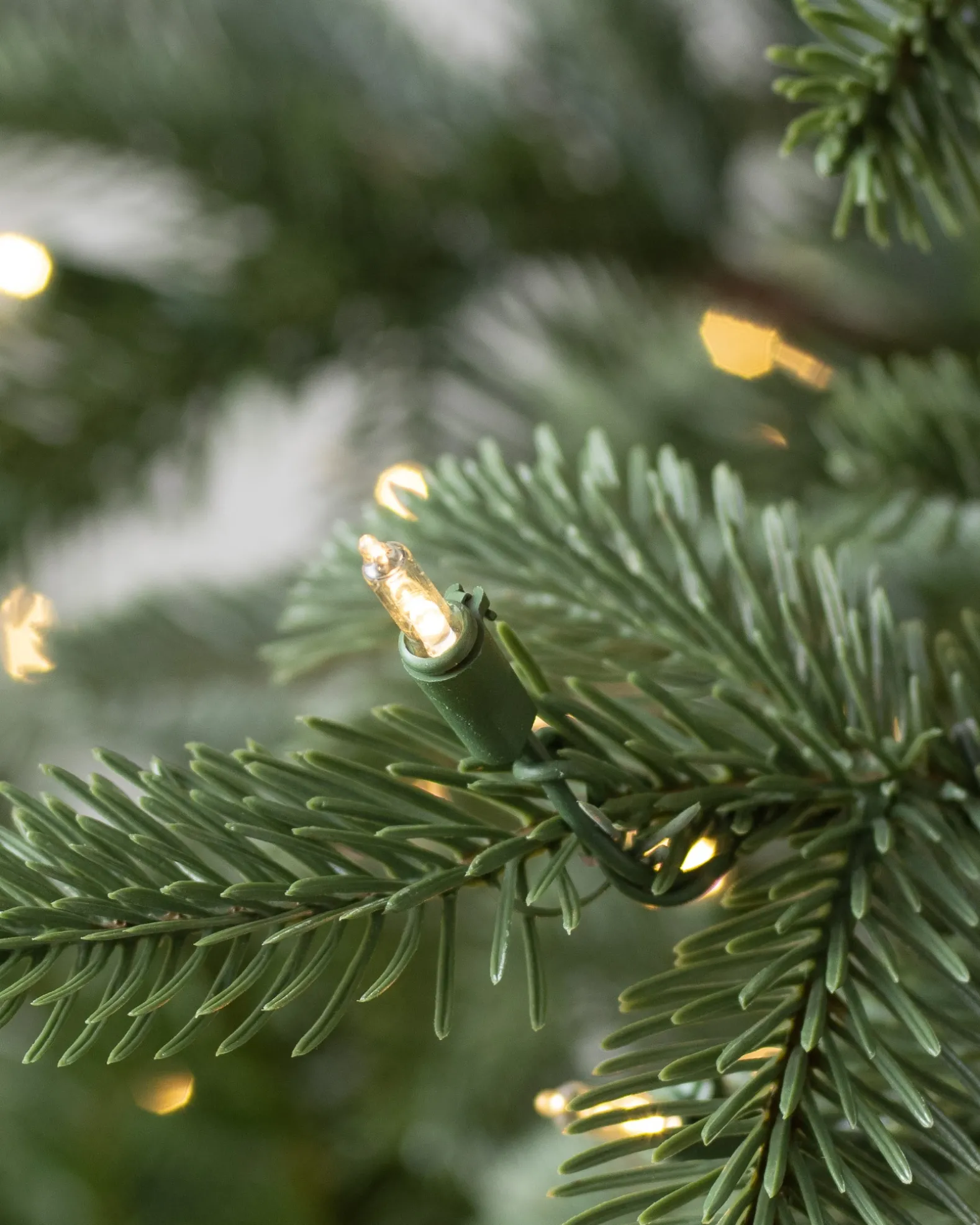 European Fir Trees
