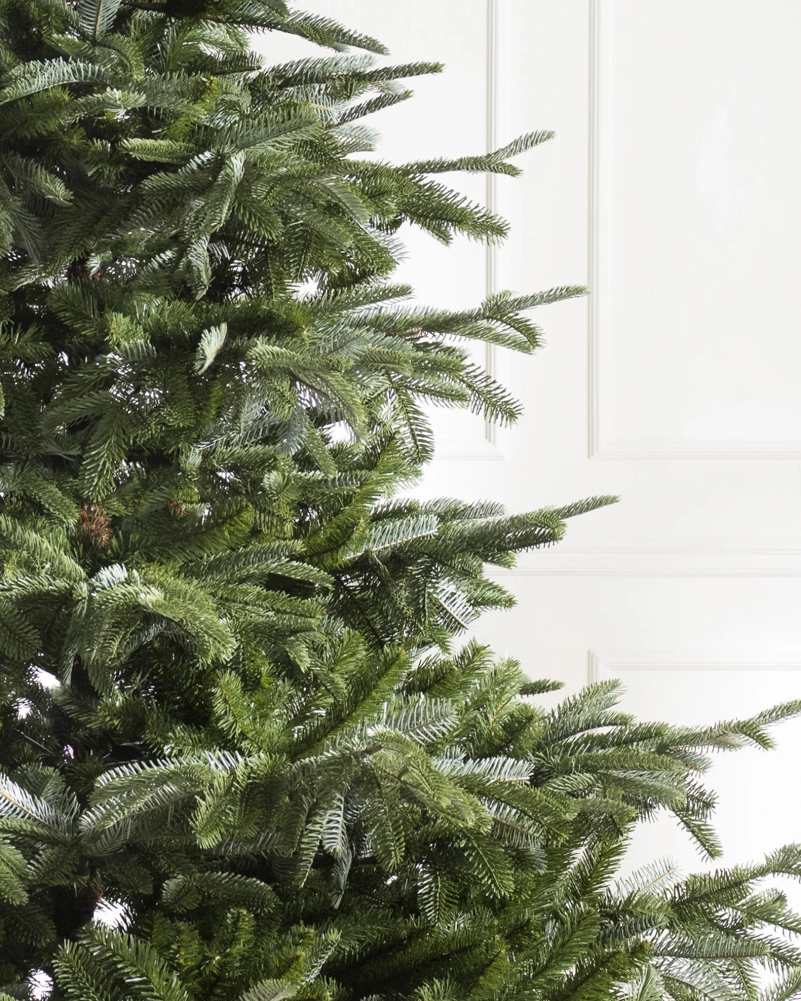 European Fir Trees