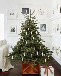 European Fir Trees