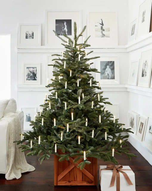 European Fir Trees