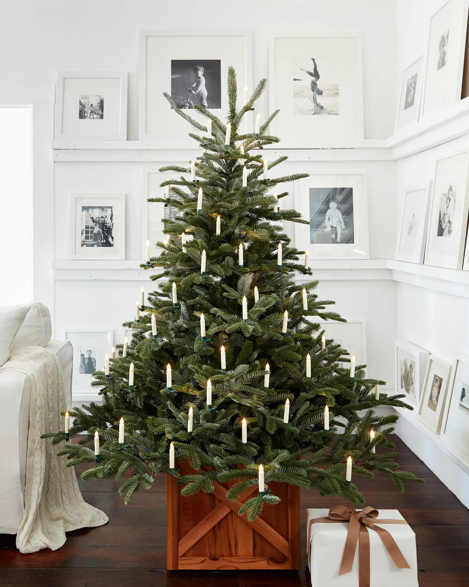 European Fir Trees
