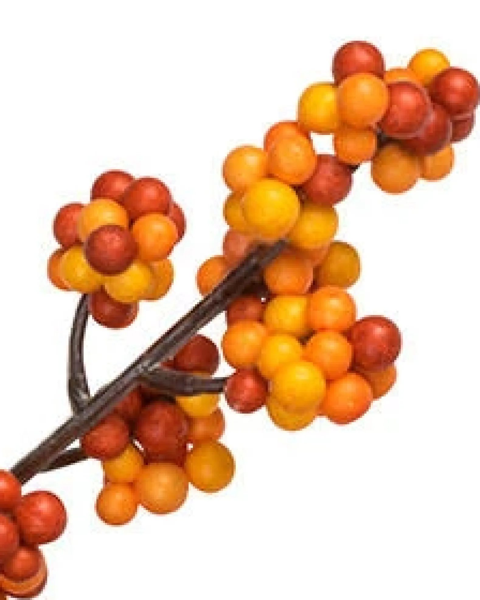 Fall Berry Foliage