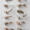 Feathered Friends Christmas Ornament Collection