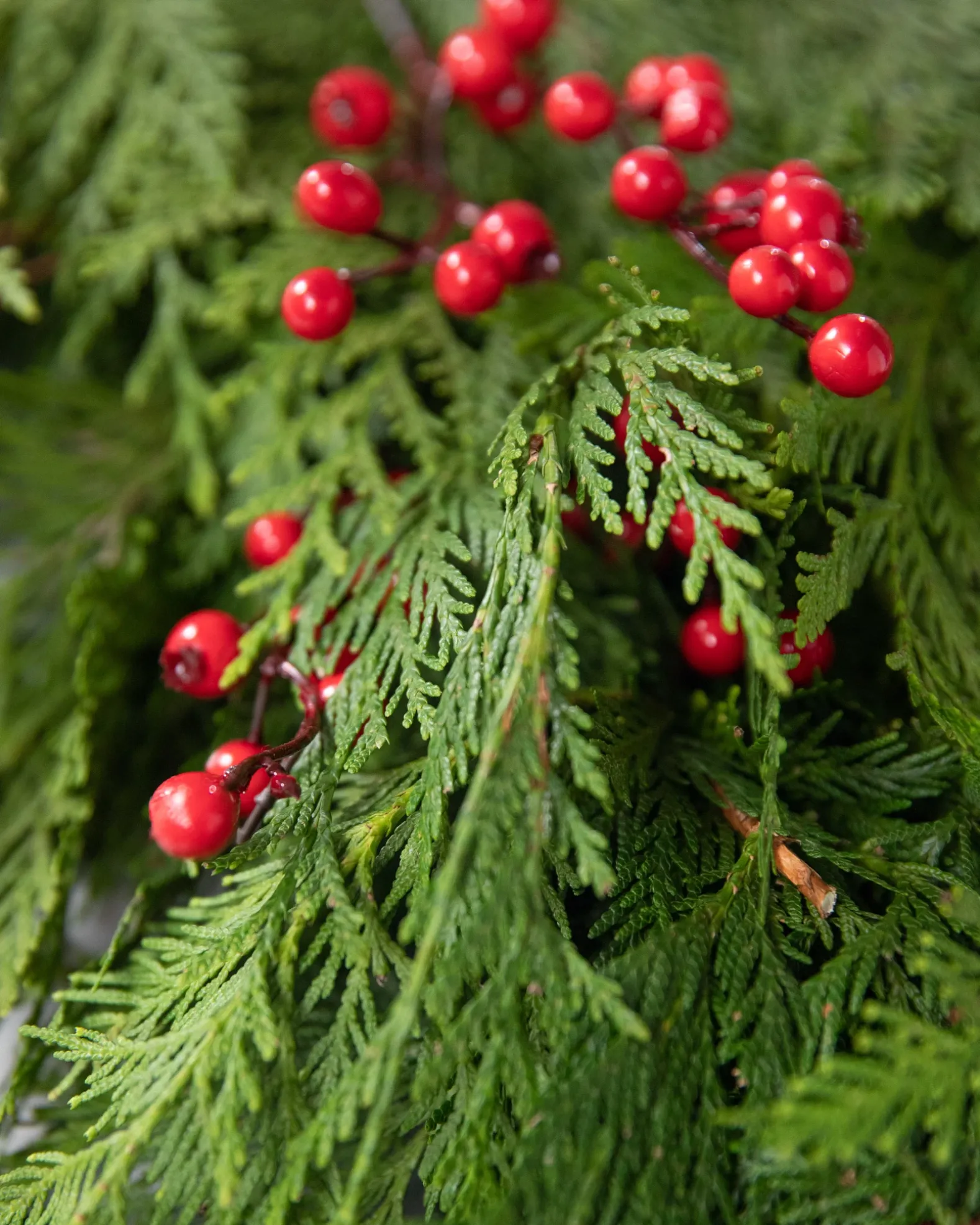 Fresh Cedar Grove Foliage