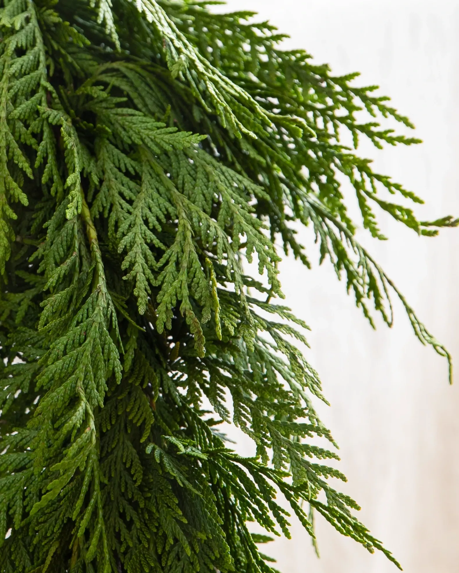 Fresh Wispy Cedar Foliage