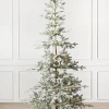 Frosted Alpine Balsam Fir Trees