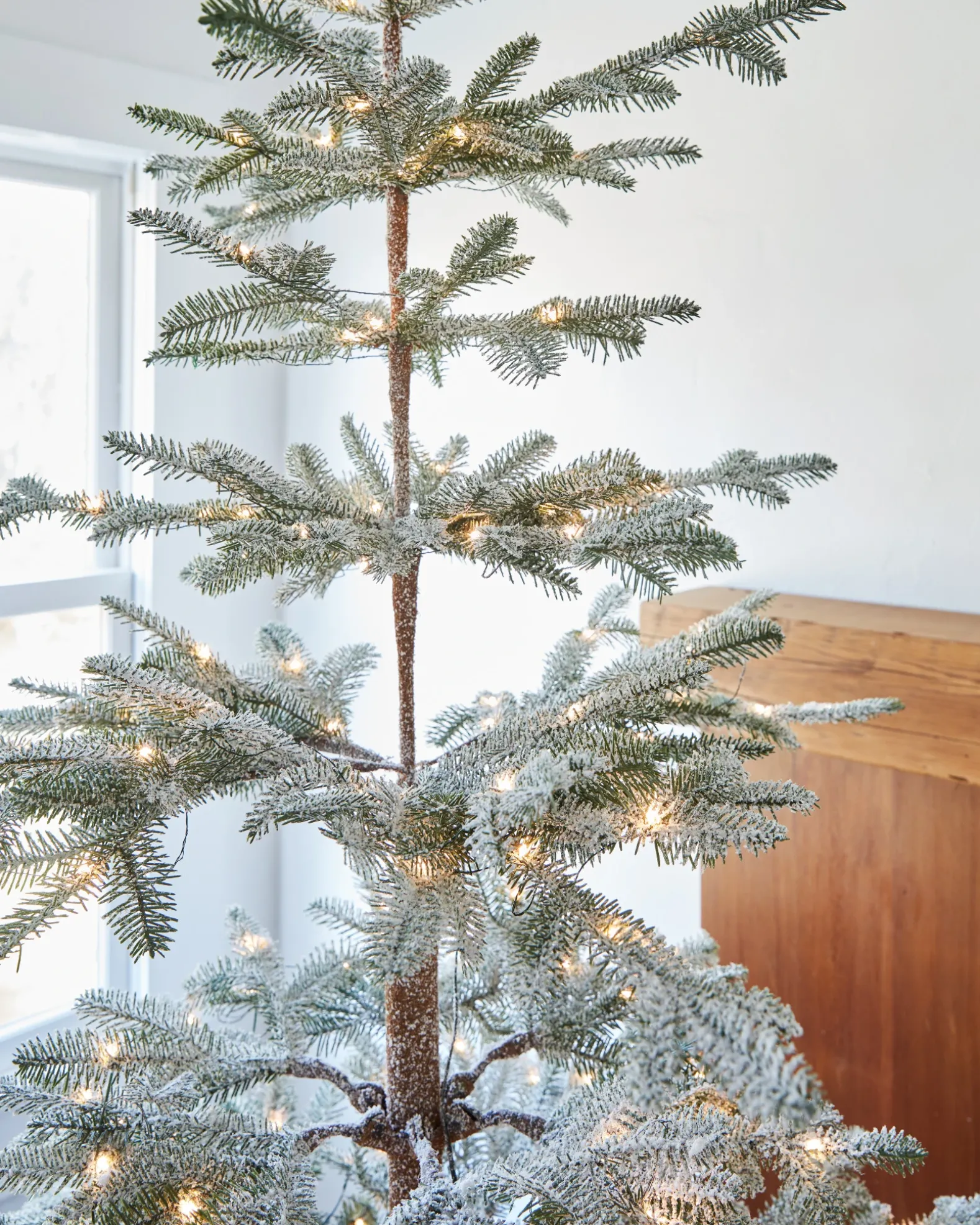 Frosted Alpine Balsam Fir Trees