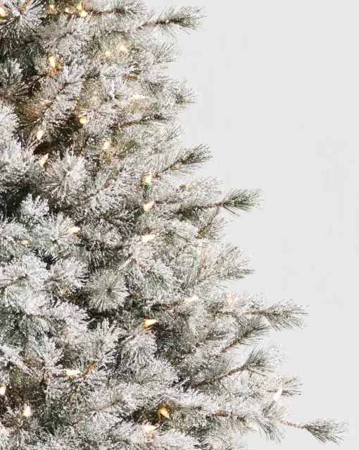 Frosted Sugar Pine Trees