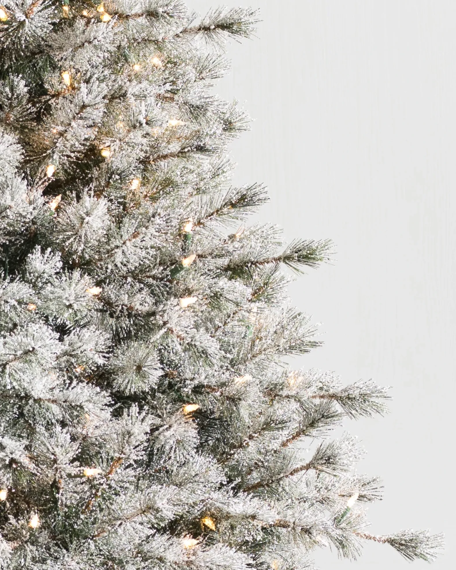 Frosted Sugar Pine Trees