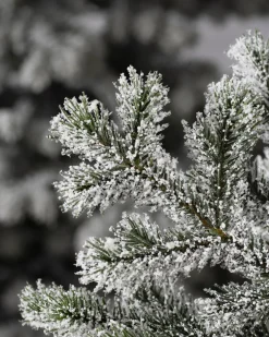 Frosted Yukon Spruce Trees