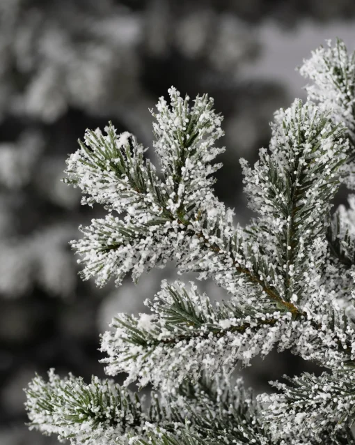 Frosted Yukon Spruce Trees