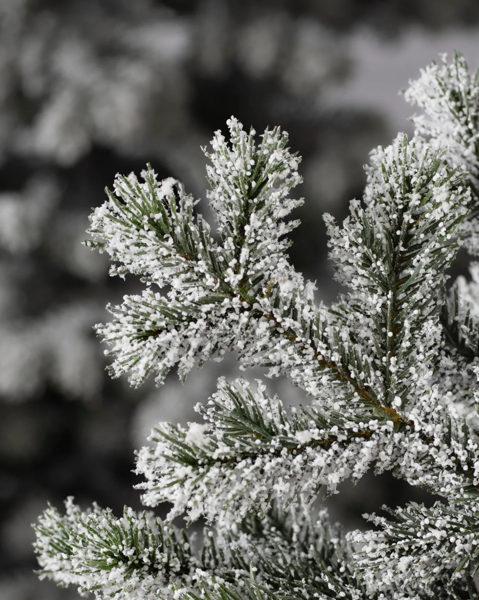 Frosted Yukon Spruce Trees
