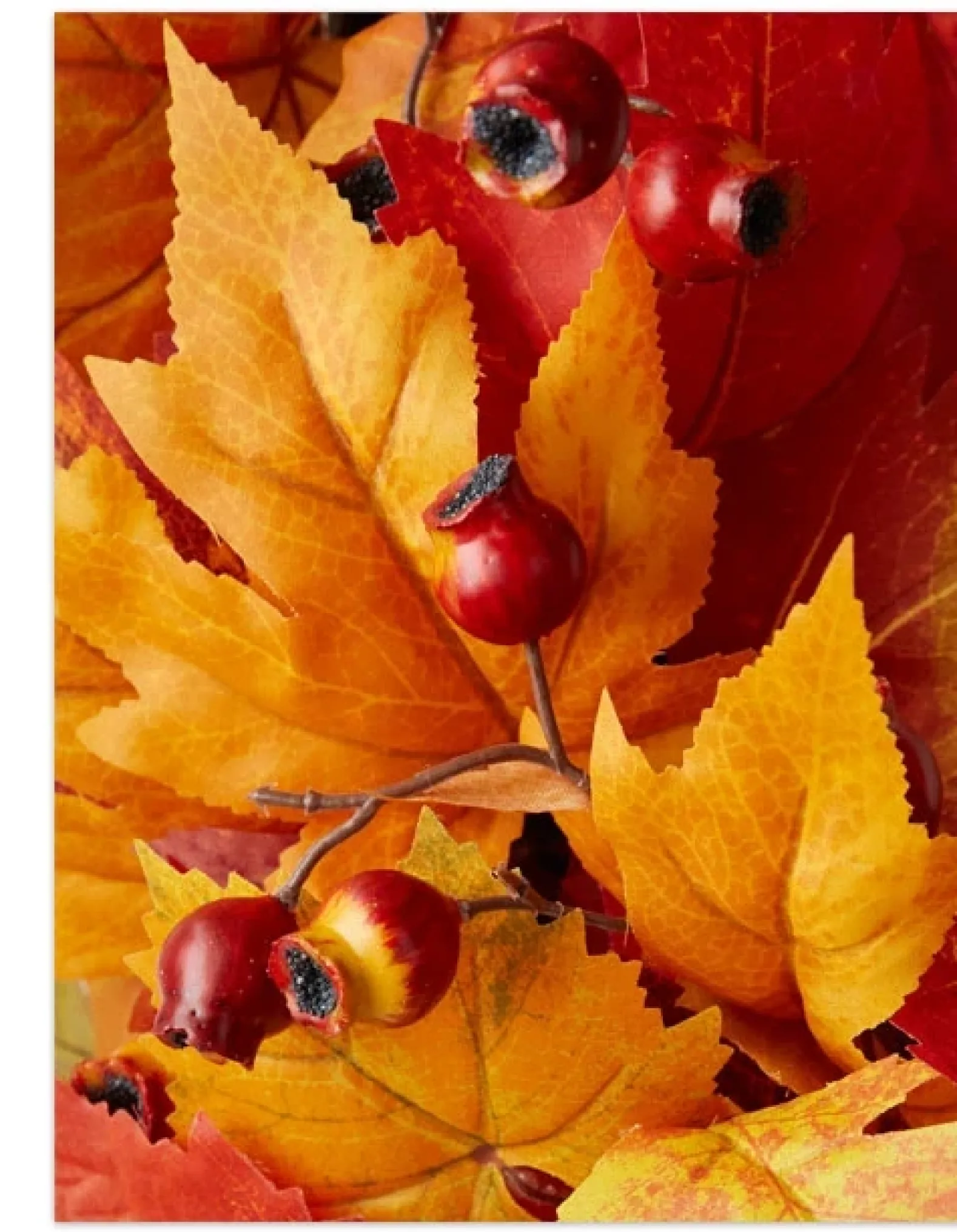 Harvest Maple Foliage