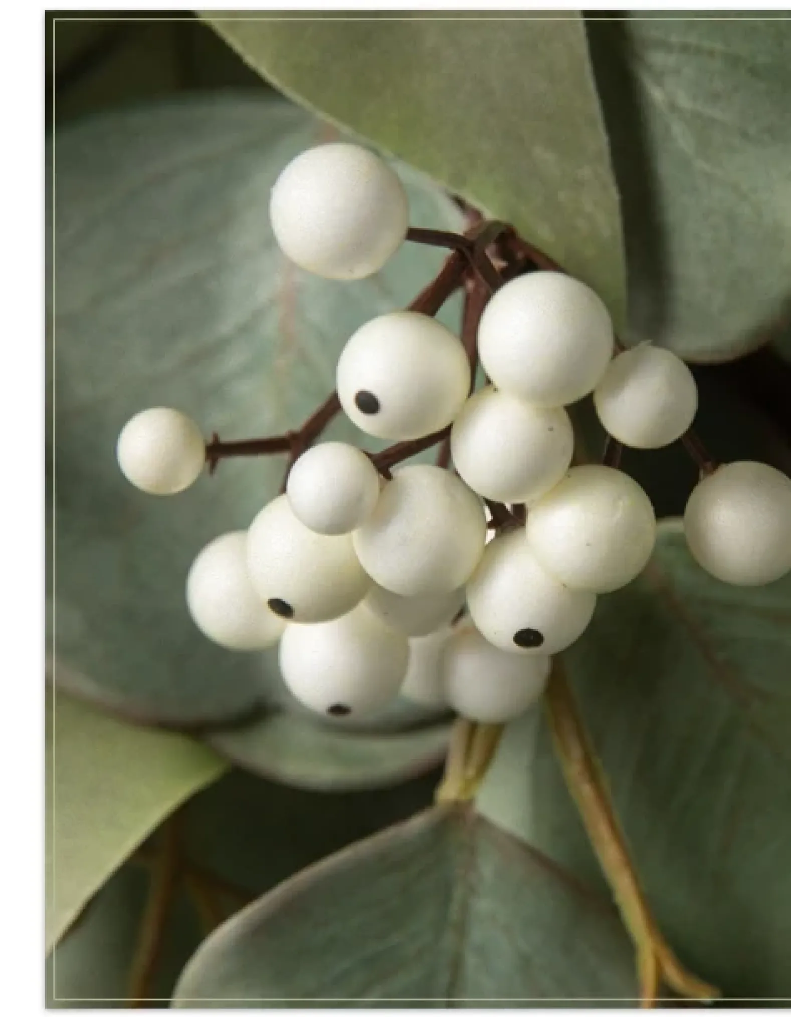 Mixed Eucalyptus Foliage