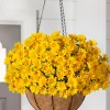 Outdoor Sunset Mums Foliage