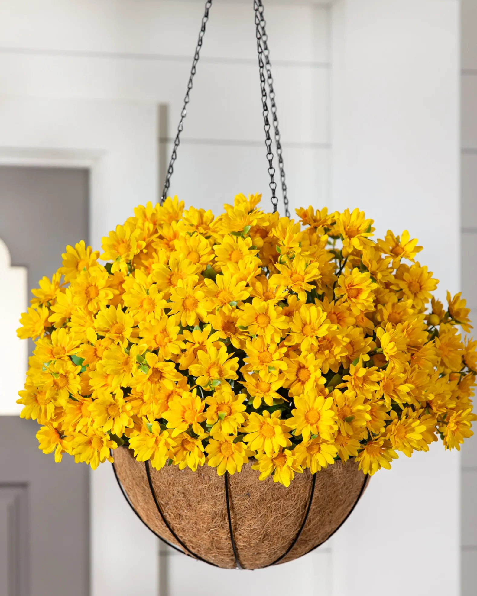 Outdoor Sunset Mums Foliage