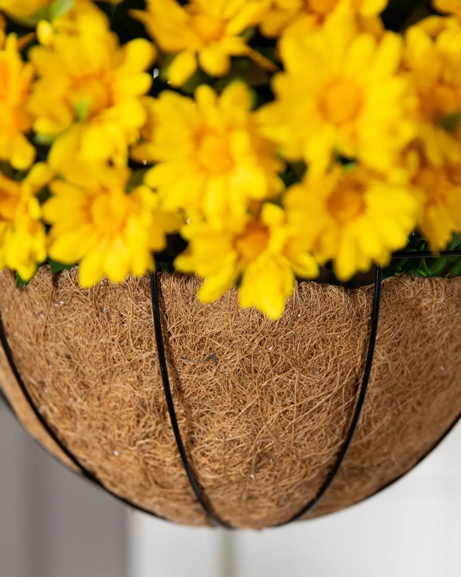 Outdoor Sunset Mums Foliage