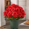 Outdoor Vibrant Dahlias Foliage