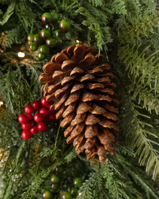 Outdoor Winter Evergreen Foliage