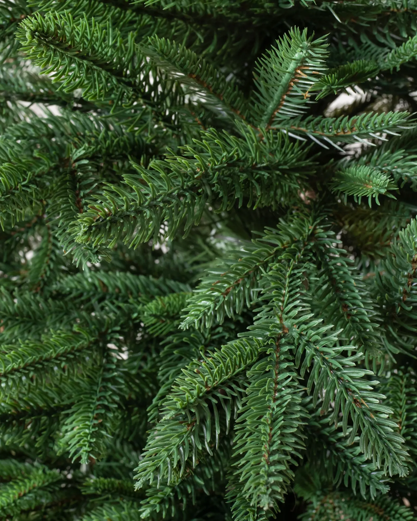 Revelstoke Fir® Trees