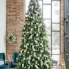Rockefeller Pine Trees