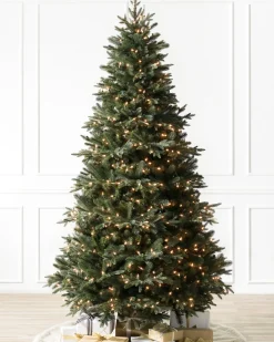 Saratoga Spruce Trees