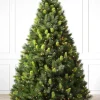 Scotch Pine Trees