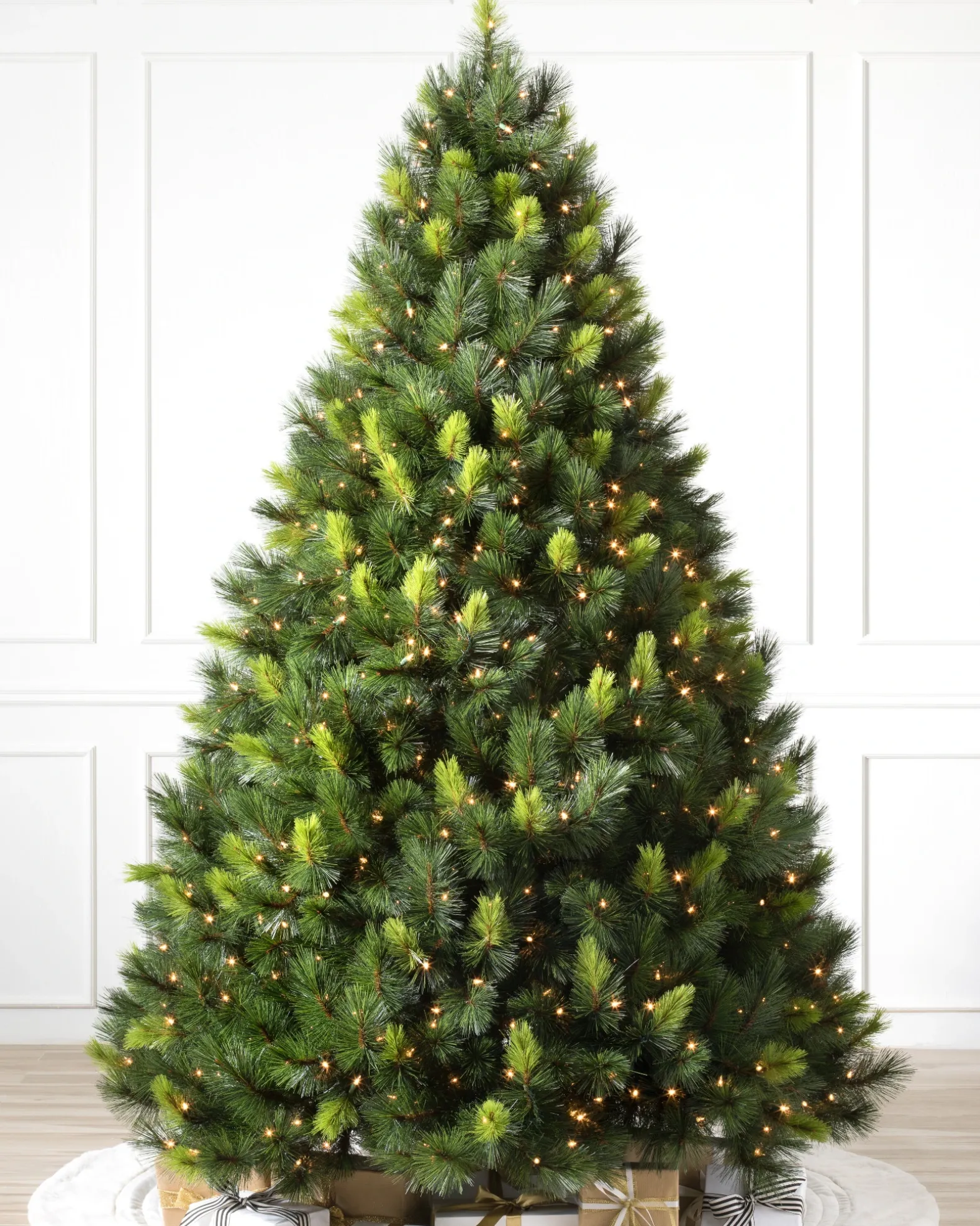 Scotch Pine Trees