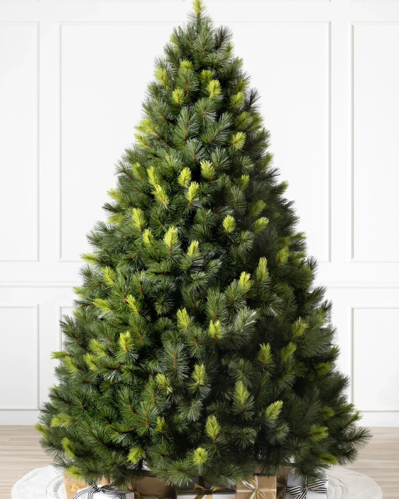 Scotch Pine Trees