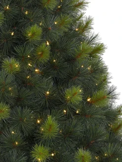 Scotch Pine Trees