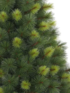 Scotch Pine Trees
