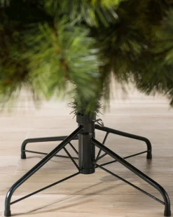 Scotch Pine Trees