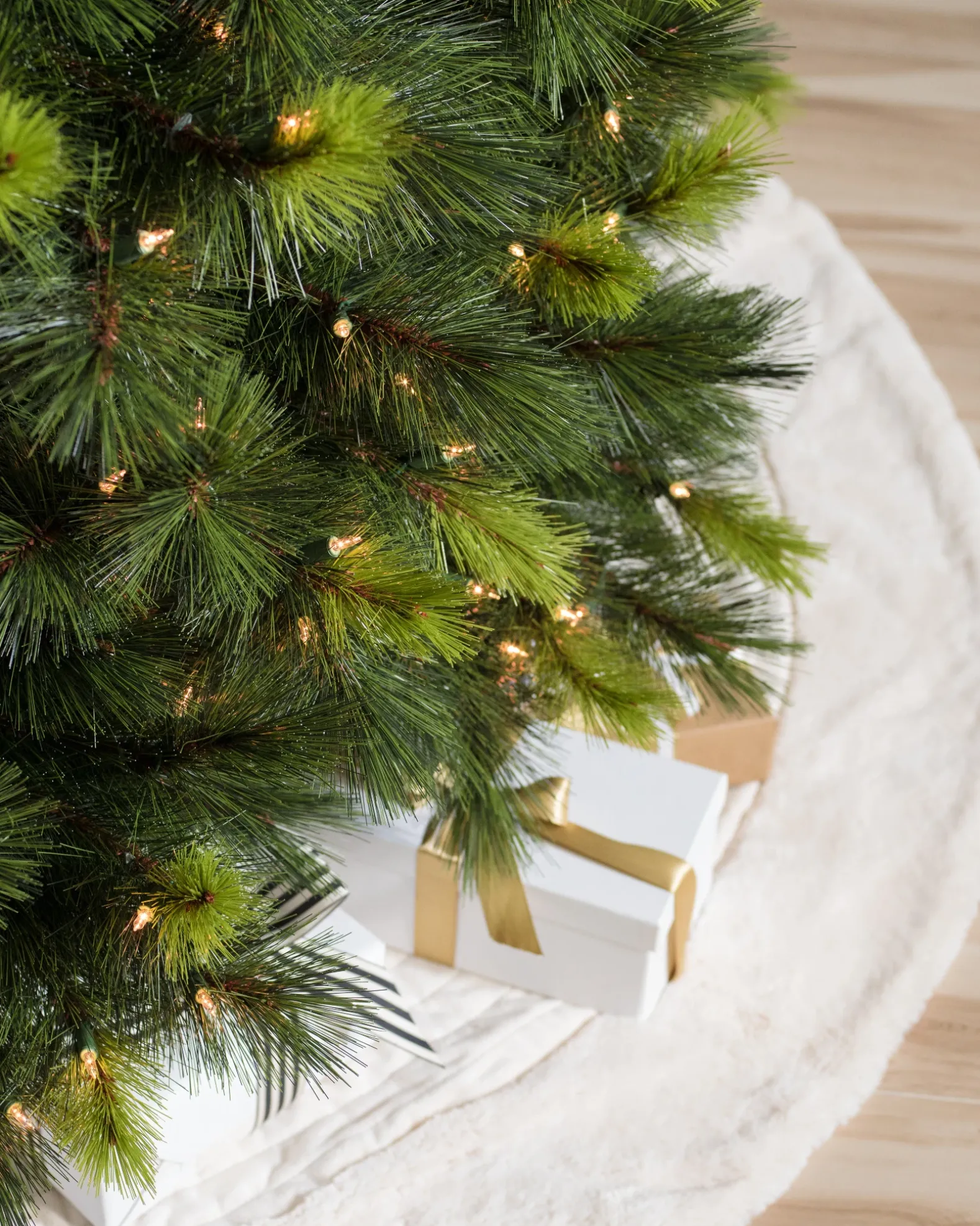 Scotch Pine Trees