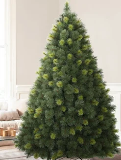 Scotch Pine Trees